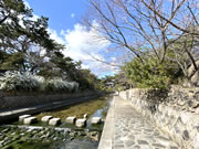2020年3月20日の桜