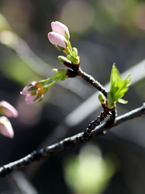 2020年3月20日の桜