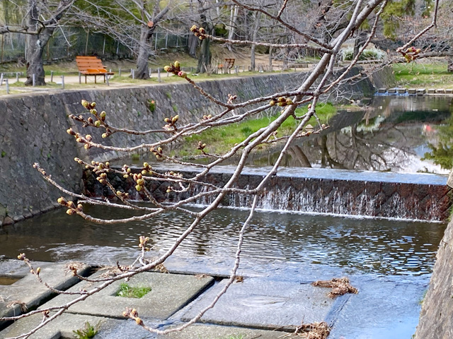 2026年3月23日の桜