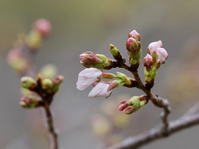 2026年3月25日の桜