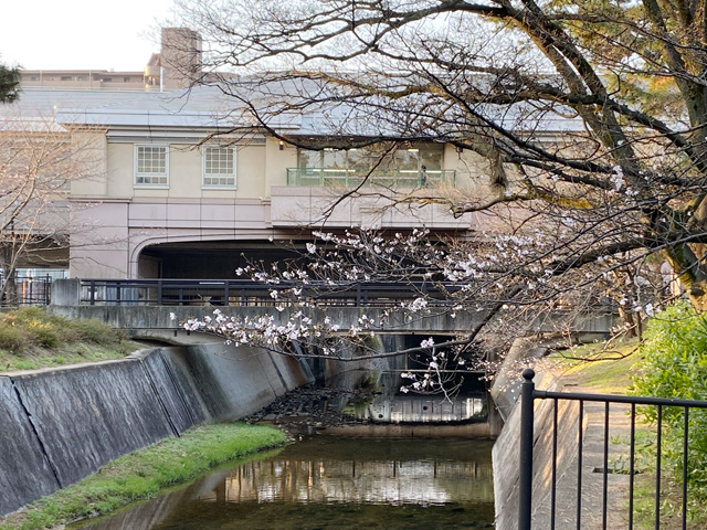 2026年3月27日の桜