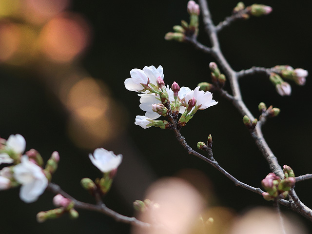2026年3月27日の桜