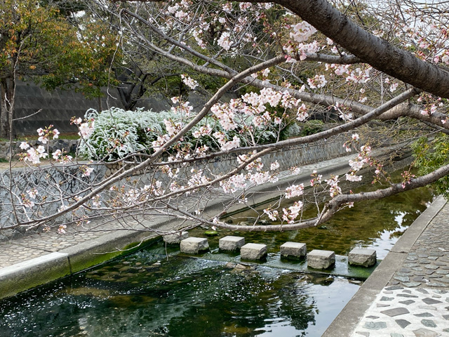 2026年3月29日の桜