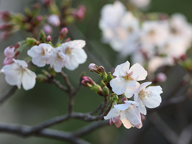 2026年3月29日の桜
