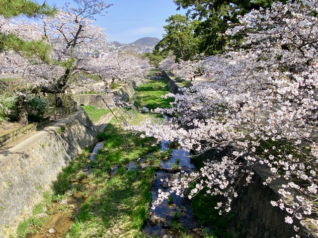 2026年4月3日の桜