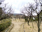 2021年2月9日の梅