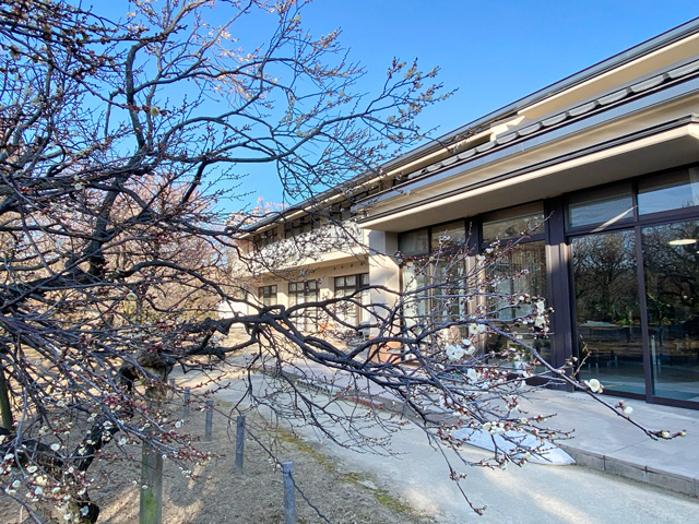 2026年2月1日の梅