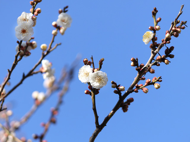 2026年2月1日の梅