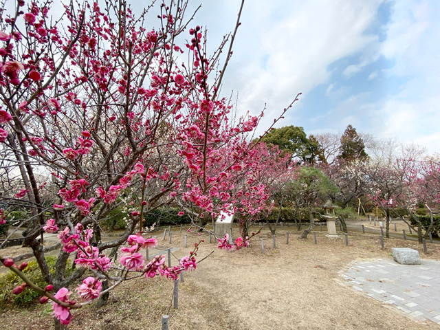 2026年2月12日の梅