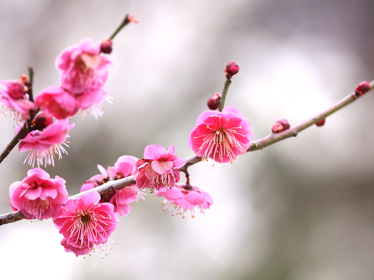 2026年2月12日の梅