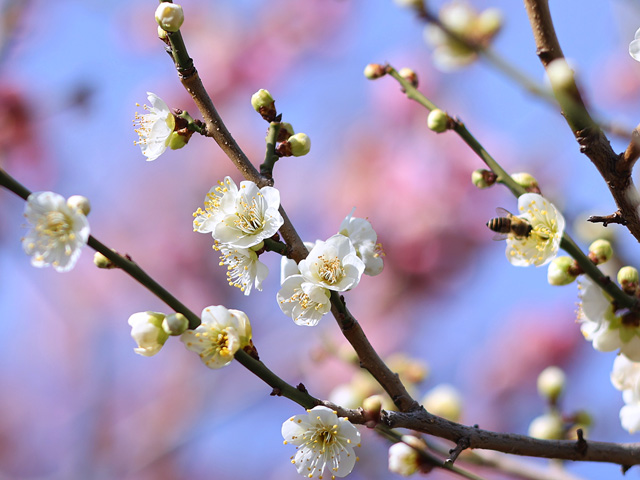 2026年2月14日の梅
