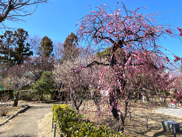2026年2月17日の梅