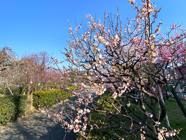 2026年2月21日の梅