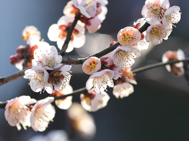 2026年2月21日の梅