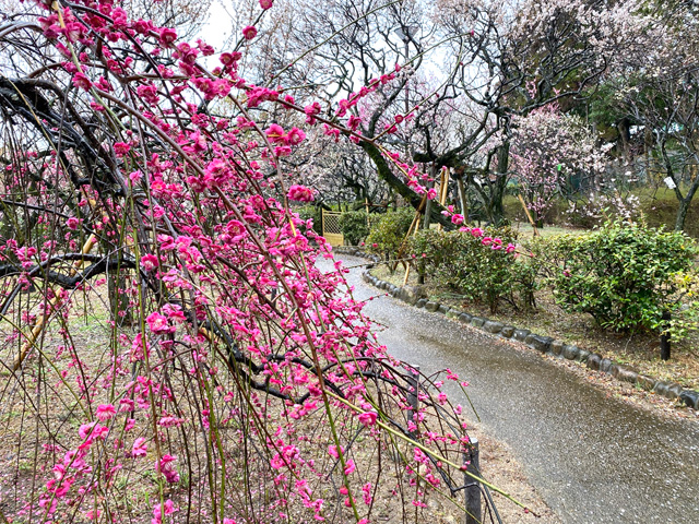 2026年2月25日の梅