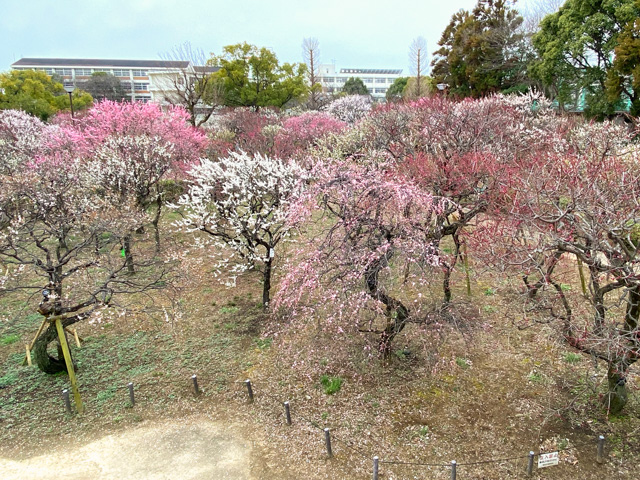 2026年2月27日の梅