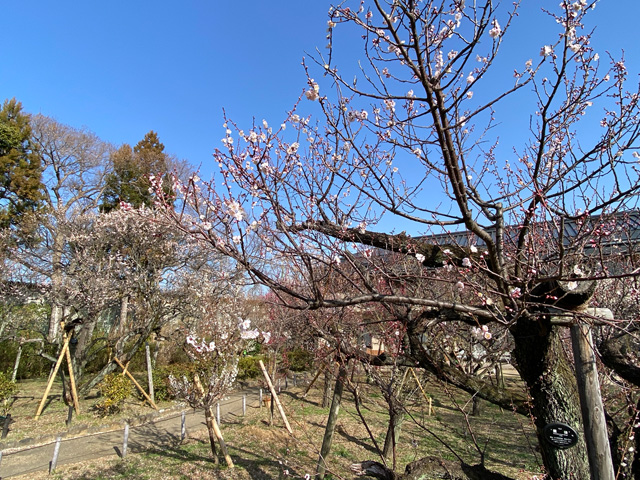 2026年3月1日の梅