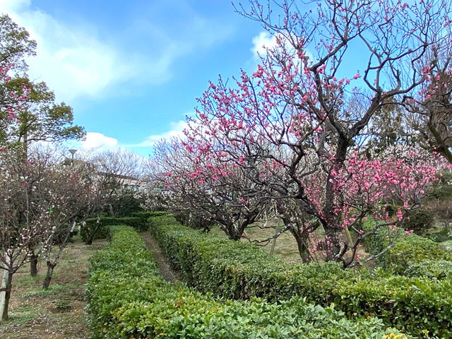 2026年3月4日の梅