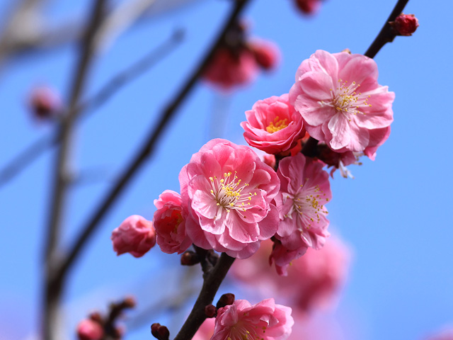 2026年3月4日の梅