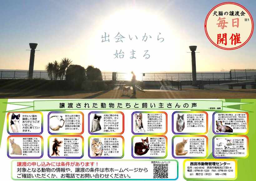 譲渡募集チラシ