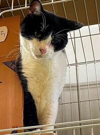 譲渡猫578-2写真