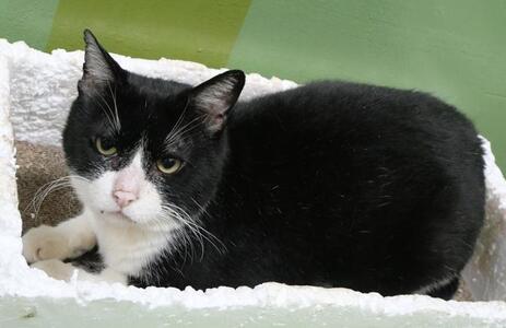 譲渡猫579-2写真