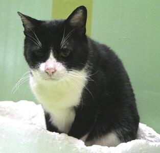 譲渡猫579写真