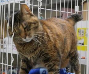 譲渡猫607-2写真