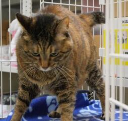 譲渡猫607写真