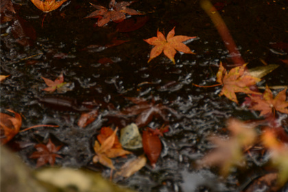 北山緑化植物園の様子