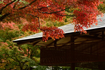 北山緑化植物園の様子